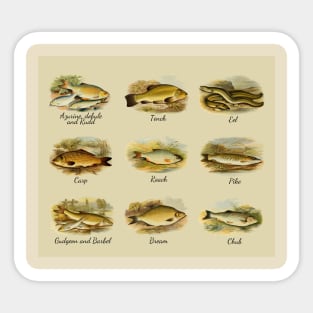 British Freshwater fish identification ID Sticker